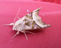 /album/fotogalerie-natur/a2016-10-13-18-53-52-jpg/